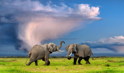 two adult elephants fight under a stormy sky in the savannah on the green grass.