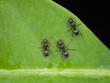 Three black garden ant drink on the leaf