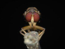 Close Up Of Red Eye Robber Fly