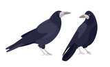 Fototapeta Młodzieżowe - urban birds illustration vector