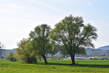 Sticker - Sumpfbäume im Frühling