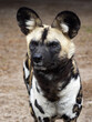 African wild dog, Lycaon pictus, a dreaded African predator, hunts in packs.