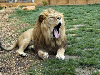 Wall Mural - The barbary lion, Panthera leo leo, is considered the largest subspecies of lion.