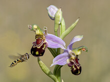 Bee Orchid And Hoverfly