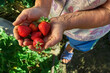 A handful fresh strawberries in woman hands.