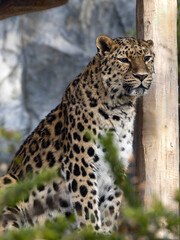 Wall Mural - Amur Leopard, Panthera pardus orientalis, observes the surroundings from an elevated position.