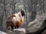 Fototapeta Do pokoju - Himalayan tahr, Hemitragus jemlahicus, an agile alpine goat with beautiful fur.