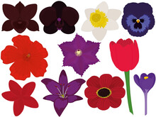 Various Bright Beautiful Flowers Collection Vector Illustration
