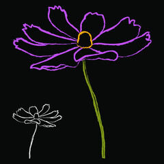Wall Mural - Set of chalk style cosmos flower branch vector simple illustration isolated on black background. Outline hand drawn colored version. Floral vector for childrens illustration, summer design.