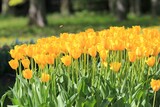 Fototapeta Tulipany - Bright yellow tulips on a blurry background in the garden
