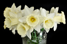 White Daffodils In A Vase On A Black Background
