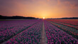 Sonnenuntergang Tulpenfeld pink