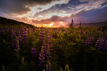 Typical Flowers In Iceland - Lupin (Lupinus Polyphyllus) During Amazing Sunset With Beautiful Colors, Travel The World, In Love With Iceland