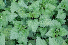 Common nettle, top view. Nettle dioecious close-up. High quality photo