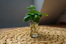 Plant In A Small Glass 