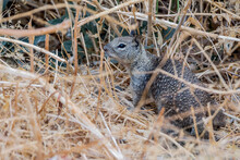 California Ground Squirrel (Spermophilus Beecheyi) In California, USA
