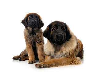 Sticker - young Leonbergers in studio