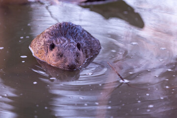 Eurasian beaver (Castor fiber), large rodent swimming in the river in its natural habitat. Wildlife.