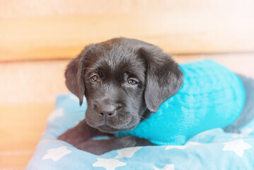 Wall Mural - Labrador puppy in blue sweater on a pillow. Dog on the bench.