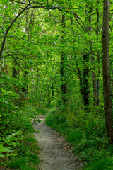  chemin serpentant en sous-bois
