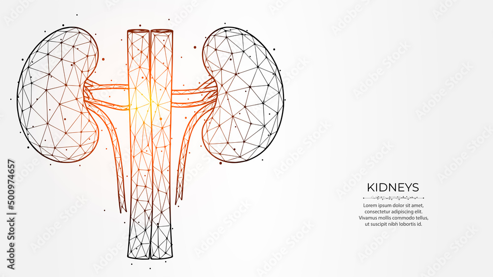 Abstract polygonal vector illustration of human kidneys on a light ...