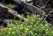 Wildflowers With Wood Log Background