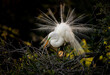© Harry Collins - A great egret in breeding plumage