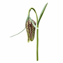 Hand Drawn Wild Flower Fritillary Meleagris (snake's Head Lazarus Bell, Chequered Lily, Chequered Daffodil, Drooping Tulip). Illustration Isolated On White Background.
