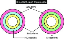 Diploblastic And Triploblastic