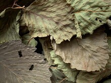 Dried Leaves Of Gray Alder Herbal Medicine.