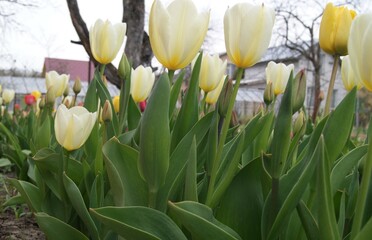 Wall Mural - blooming pale yellow tulips in a flower bed on a blurry background of small country houses and cloud