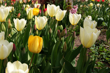 Wall Mural - tulips of different varieties and colors bloom on the same flower bed in the garden or park. spring 