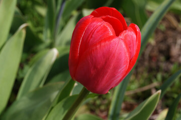 Wall Mural - a beautiful large bright red blooming tulip close-up on a blurry background of green leaves and brow