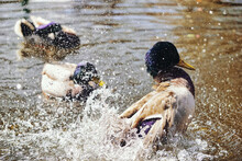 Duck Splashing Water In Pond