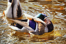 Ducks Swimming In Pond