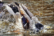 Duck Diving In Pond, Splashed Water