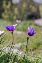 Wild Anemones (Anemone Coronaria) In The Meadow Close-up