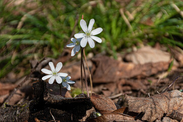 Wall Mural - a white wildflower is one of the first to bloom this spring in the woods at nathaniel cole park in h