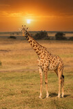 Fototapeta Zwierzęta - Giraffe in front Amboseli national park Kenya masai mara.(Giraffa reticulata) sunset.