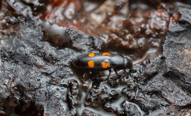 Wall Mural - European bark beetle predator, Glischrochilus quadripunctatus on sap pouring out of aspen