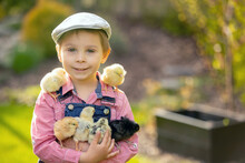 Cute Sweet Little Blond Child, Toddler Boy, Playing With Little Chicks In The Park, Baby Chicks And Kid .