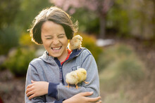 Cute Sweet Child, Preteen Boy, Playing With Little Chicks In The Park, Baby Chicks And Kid .