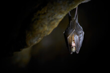 Lesser Horseshoe Bat Hanging In A  Cave (Rhinolophus Hipposideros)