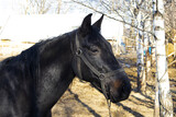Fototapeta Konie - the muzzle of a black horse.