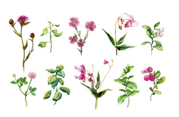 Wall Mural - Set of beautiful flowers and plants of wild meadow, summer berries, garden herbs, field grass. Botanic watercolor illustrations collection