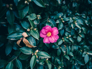 Wall Mural - Camellia flower