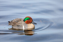 A Male Green-winged Teal Duck On A Lake.
