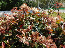 A Blossoming Photinia Fraseri Red Robin Shrub, With Red And Green Leaves, And White Flowers