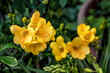 Yellow freesia flowers, perennial flowering bulbs