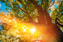 Summer Summertime Sunlight Sunshine Through Oak Forest Tree. Sunny Nature Wood Sunlight. Close Up Green Greenery Lush Branches,